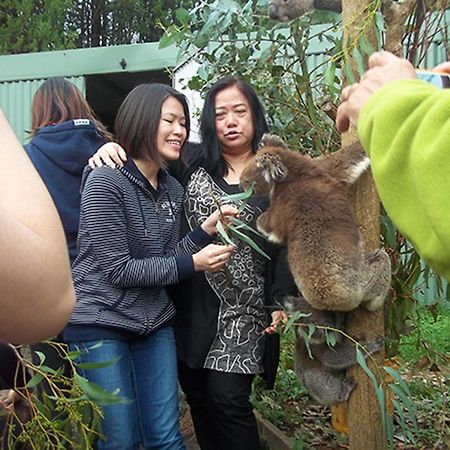 Fauna Australia Wildlife Retreat Lavers Hill エクステリア 写真