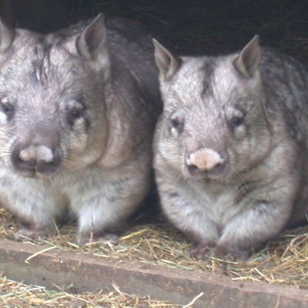 Fauna Australia Wildlife Retreat Lavers Hill エクステリア 写真