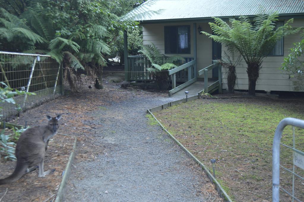 Fauna Australia Wildlife Retreat Lavers Hill エクステリア 写真