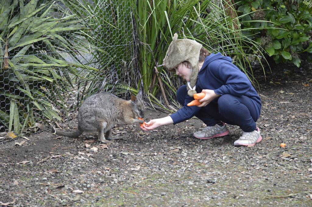 Fauna Australia Wildlife Retreat Lavers Hill エクステリア 写真