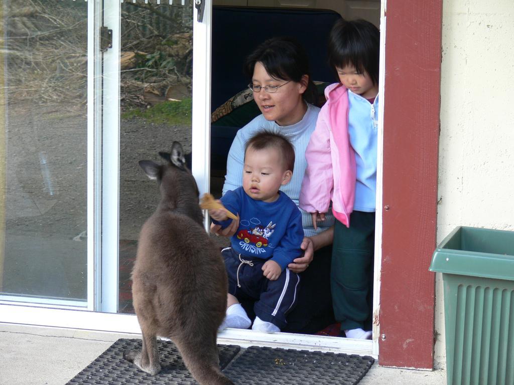 Fauna Australia Wildlife Retreat Lavers Hill エクステリア 写真