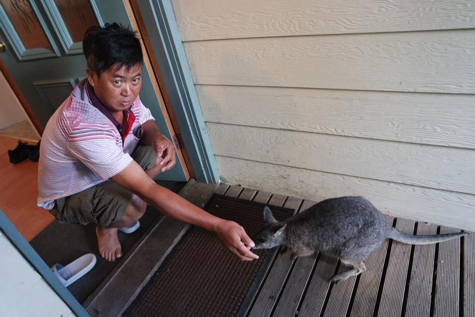 Fauna Australia Wildlife Retreat Lavers Hill エクステリア 写真
