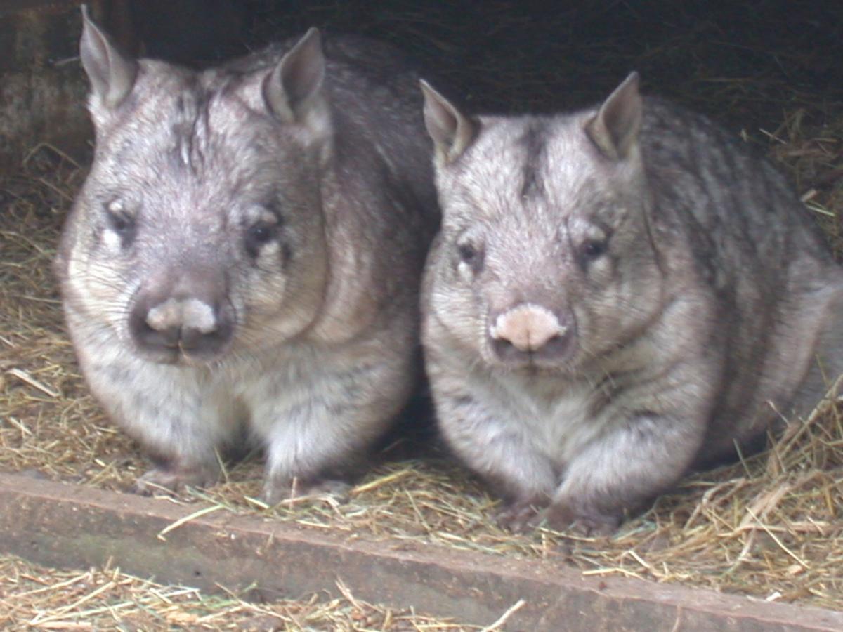 Fauna Australia Wildlife Retreat Lavers Hill エクステリア 写真