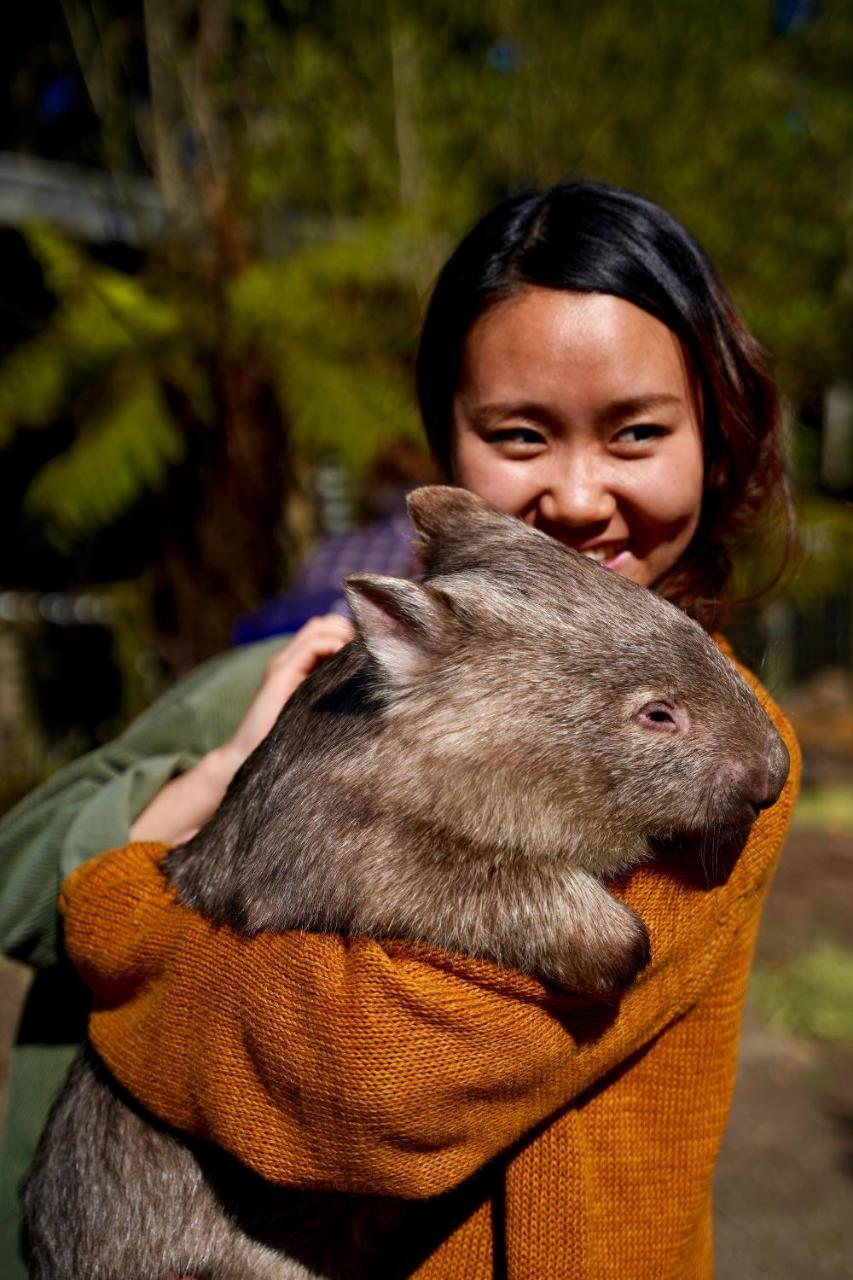 Fauna Australia Wildlife Retreat Lavers Hill エクステリア 写真