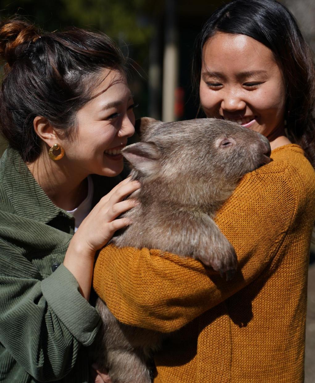 Fauna Australia Wildlife Retreat Lavers Hill エクステリア 写真