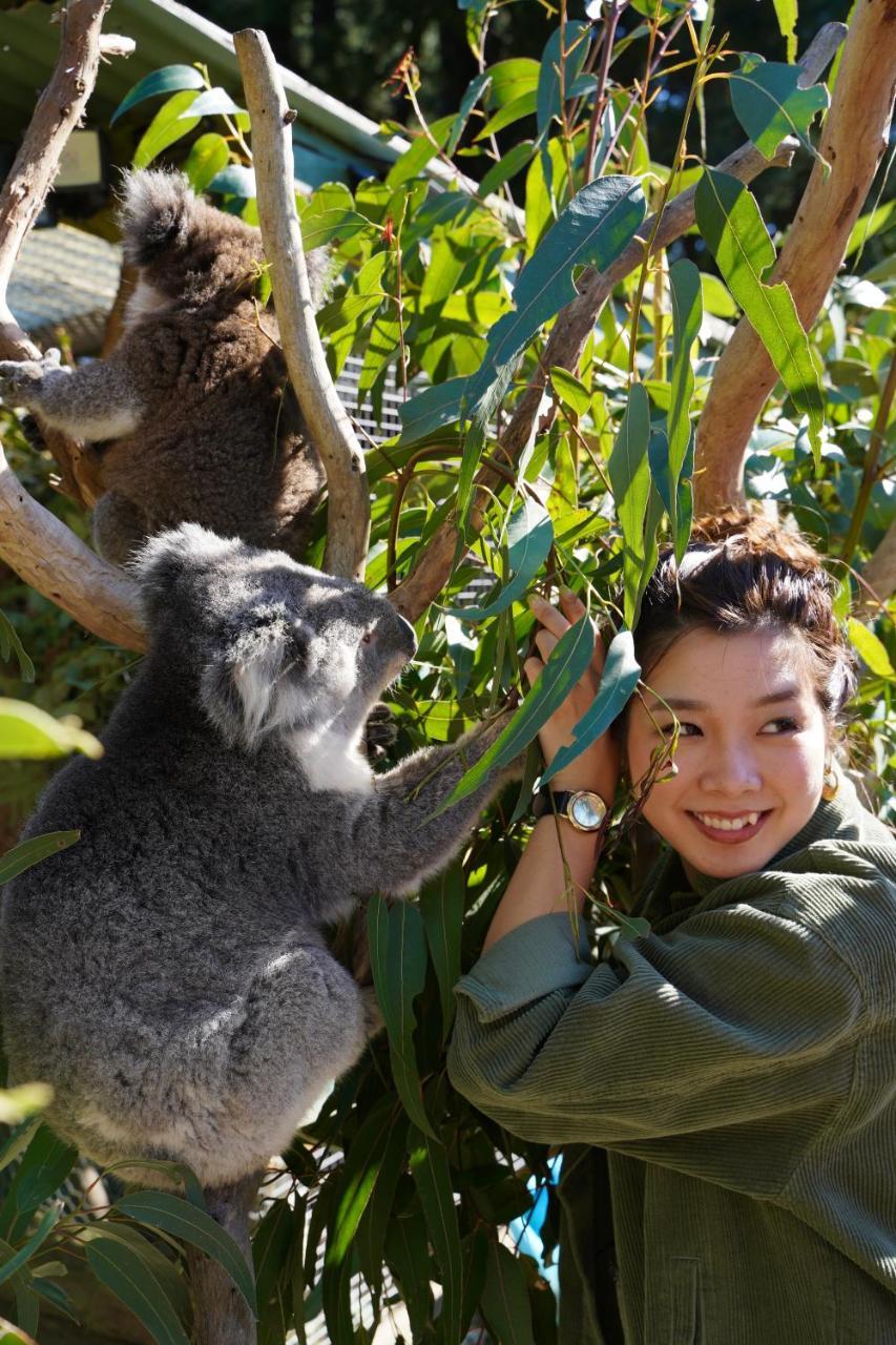 Fauna Australia Wildlife Retreat Lavers Hill エクステリア 写真